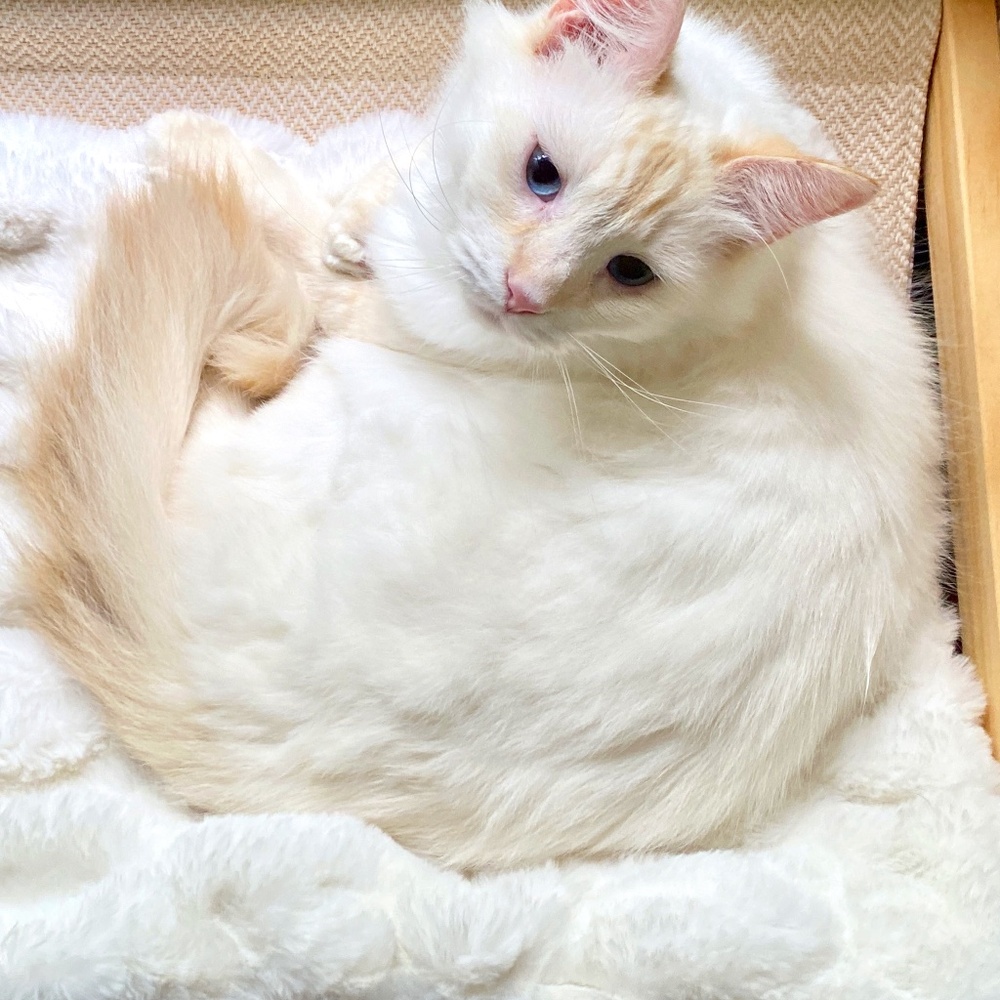 Gelato Born December 25, 2022 Closet Helper and Organizer